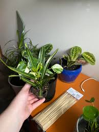 We did not find results for: Hello I M New To House Plants I Have No Idea What This Is Can Anyone Identify It Houseplants