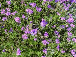 Image result for Verbena aristigera