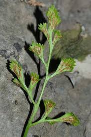 Image result for Asplenium currorii