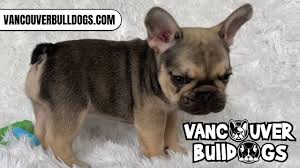 Join millions of people using oodle to find puppies for adoption, dog and puppy listings, and other pets adoption. Adorable Chocolate Sable French Bulldog Puppy Vancouverbulldogs Com Youtube