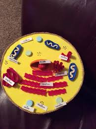 An analogy of a animal cell is a city. Cells And Cell Structure Project Aleysa Franz
