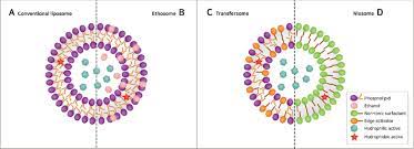 Maybe you would like to learn more about one of these? Schematic Representation Of The Different Types Of Lipid Based Download Scientific Diagram