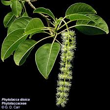 Image result for Phytolacca dioica