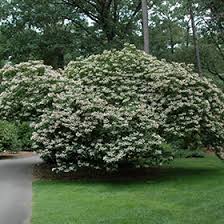 Image result for Clerodendrum silvanum