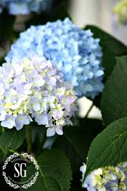 Pin On Garden Club