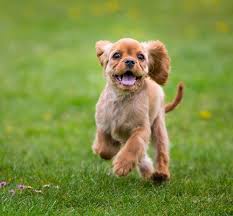 Most of us have probably been touched by it in some way or another in our lives. Does Your Puppy Have Parvo