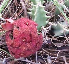 Image result for Orbea melanantha