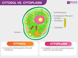 Eukaryotes have elaborate mechanisms for maintaining a each of these components affects the functioning of the cytoplasm in different ways, making it a dynamic region that plays a role in, and is. Difference Between Cytosol And Cytoplasm An Overview
