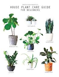 Plant Care Guide For Beginners Fiddle Leaf Fig Snake Plant Monsters Zz Plant Spider Plant Rubber Plant Care House Plant Care Plant Care Plants