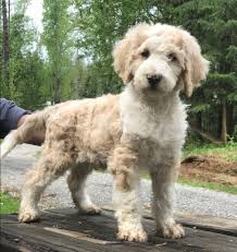 This page is updated regularly with our new goldendoodle litters. Pacific Northwest Labradoodle Archives Sandpoint Doodles Labradoodle Goldendoodle Bernedoodle Doubledoodle Puppies Seattle To Miami