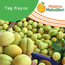 Hasanbey kayısı, sizlere malatya'nın en güzel lezzetlerini en hızlı ve güvenilir şekilde sunuyor. Malatya Yas Kayisi Malatya Mahsulleri