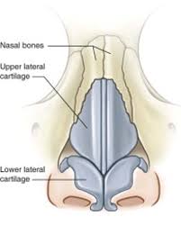 Learn vocabulary, terms and more with flashcards, games and other study tools. How To Take Care Of A Nasal Injury Texas Children S Hospital