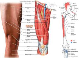 Learn about the muscles anatomy and their function. Female Inguinal Ligament Google Search Muscle Diagram Anatomy And Physiology Femoral Nerve