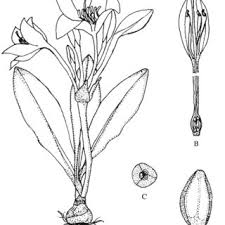 Image result for Crinum ornatum (Aiton) Herb.