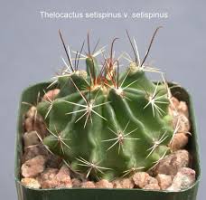The ovary of the cactus flower is buried deep in the flower's interior. Soehrensia Thru Wigginsia