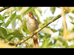 Die Nachtigall Ist Ein Atemberaubender Vogel Mit Einzigartigen Eigenschaften Hier Kannst Du Dir Den Vogel Ansehen Und Den Nacht Nachtigall Gesang Nationalpark