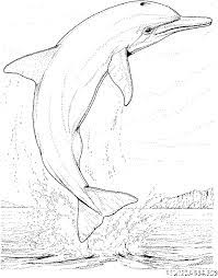 coloriage dauphin saute gratuit animaux dessin barbie princesse academy
