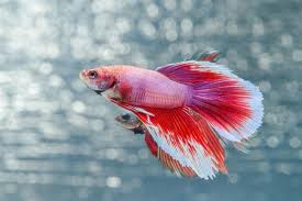 Quanto Tempo Dura Betta Fish Live Come Creare Una Casa Felice Per Il Tuo Animale Domestico