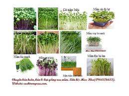 Image result for RAU MẦM CẢI XANH