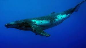General description the humpback whale is a baleen whale and a rorqual whale that sings amazing songs. Humpback Whale Season In Cook Islands Kslof Living Oceans Foundation