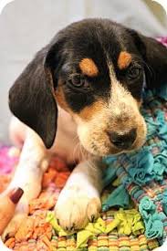Search for a beagle puppy or dog. Beagle Puppy Adoption Maryland
