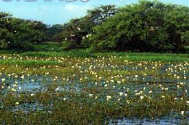 This saltwater wetland is one of the ramsar sites in india. Conservation Of Wetlands Vikaspedia