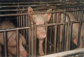 We did not find results for: Seven Vegan Bacon Brands You Must Try Peta2