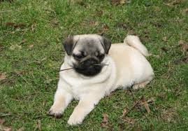 Pug puppies for sale from ankc registered breeders located in australia. Black Pug Puppies For Sale In Va Petsidi