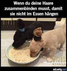 wenn du deine haare zusammenbinden musst damit sie nicht im essen hangen essen haare niedlich ohren suss funny animals funny animal pictures funny dogs