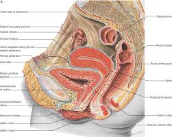 Image result for Bladder Anatomy