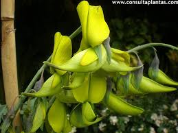 Image result for Crotalaria bernieri