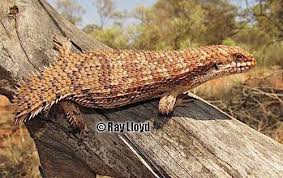 Egernia is a genus of skinks (family scincidae) that occurs in australia. Egernia Alchetron The Free Social Encyclopedia