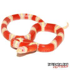 Baby Albino Sinaloan Milksnake Underground Reptiles Underground Reptiles Milk Snake Albino