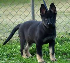 Fees for german shepherd dogs and puppies adopted from a gsd rescue vary but you can always find out by doing online research or by calling or emailing the gsd rescue organization for more information. Bicolor German Shepherd Puppy Petsidi