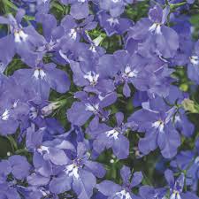 Image result for Lobelia inconspicua