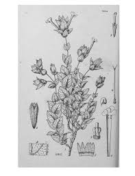 Image result for Physostigma mesoponticum