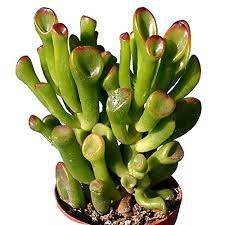 If you are looking for a plant that is easy to care, jade plants are great choices. Et S Fingers Potted Crassula Ovata Cv Gollum
