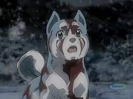 pin on ginga