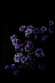 Black And Purple Flowers Wallpaper Stills Still Dark Flowers Black Background Wallpaper Flower Phone Wallpaper
