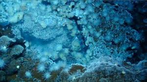 The First Pictures Of Life In The Deepest Ocean Vents Ever Discovered Ocean One Pic Sea World