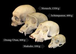 Learn vocabulary, terms and more with flashcards, games and other study tools. Stammesgeschichte Des Menschen Biologie