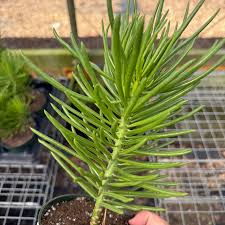 Image result for Senecio barbertonicus