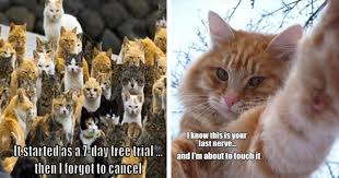 Image result for lolcats