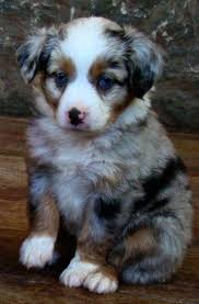 Is carolina hearts the rescue for you? Outstanding Puppies For Adoption In Mooresville Nc Pinterest Best Dog Breeds Dog Breeds Puppies