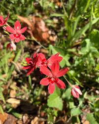 Image result for Freesia laxa