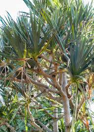 Image result for Pandanus utilis