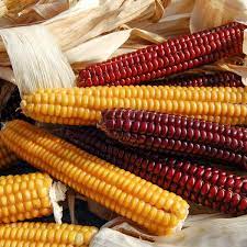 By far the tallest and most vigorous is the roy calais flint… • подпишитесь на него/нее, что. Organic Non Gmo Roy S Calais Flint Corn