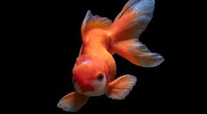 Kedua ikan ini sangat cocok jika kalian pelihara dalam aquarium air laut dirumah. Melihat Keindahan Akuarium Berisikan Ikan Hias Air Tawar Lifestyle Fimela Com