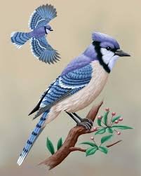 Birds Of A Feather Cast 2020 Blue Jay Ceportrait 1200 In 2020 Blue Jay Blue Jay Bird Birds