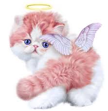 Chatons Chats Cat Gato Katze Katter Kettir Cait Cute Animal Drawings Cute Cartoon Animals Cute Little Animals
